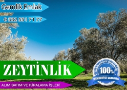 Zeytinlik Alım Satım Kiralama