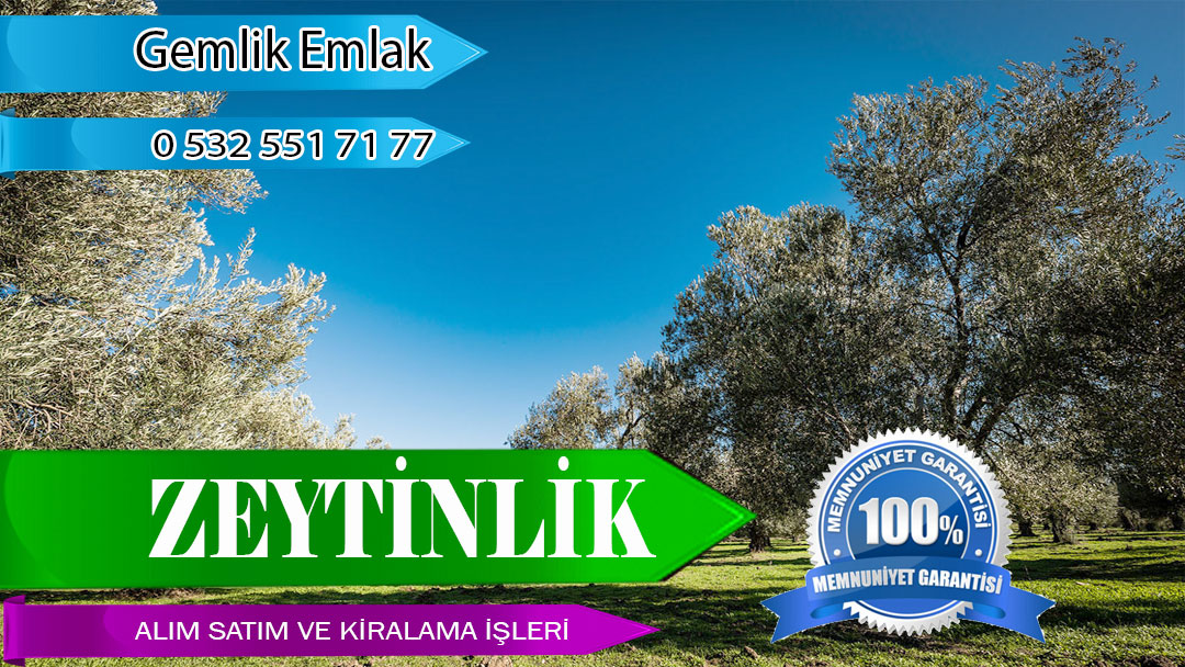 Zeytinlik Alım Satım Kiralama Zeytinlik Alım Satım Kiralama