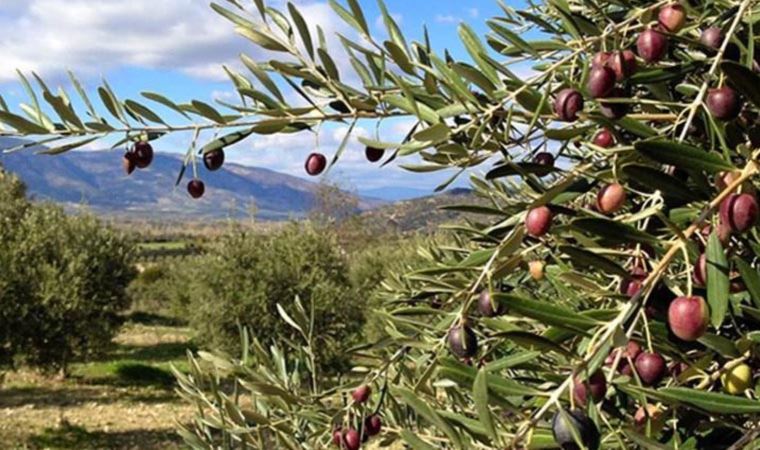satın almadan önce bilmeniz gereken 10 şey
